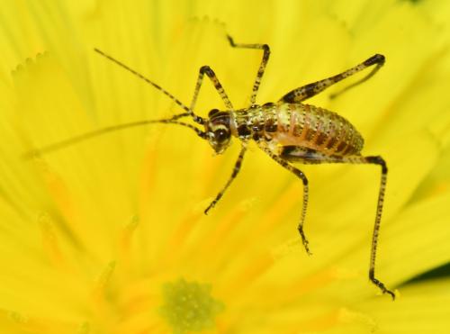 Phaneroptera sp.